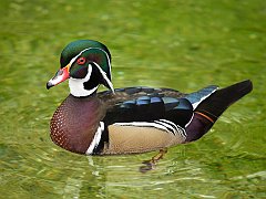 Wood Duck